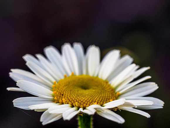Daisy Close-up