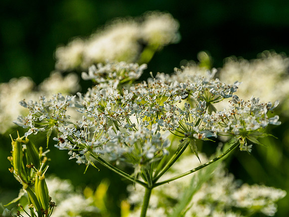 Woodland Flowers 4