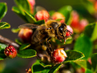 Honey Bee 1