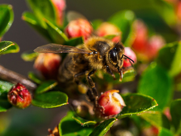Honey Bee 1