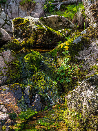 Small Stream by the Findhorn 1