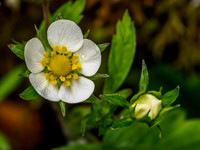 Wild Strawberry Flower