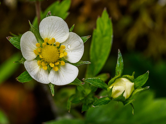 Wild Strawberry Flower