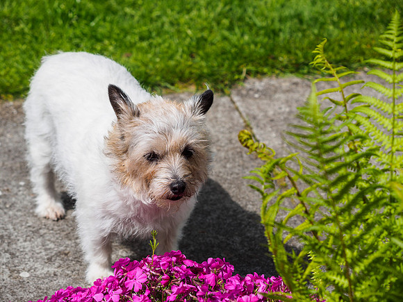 Mij in the Garden