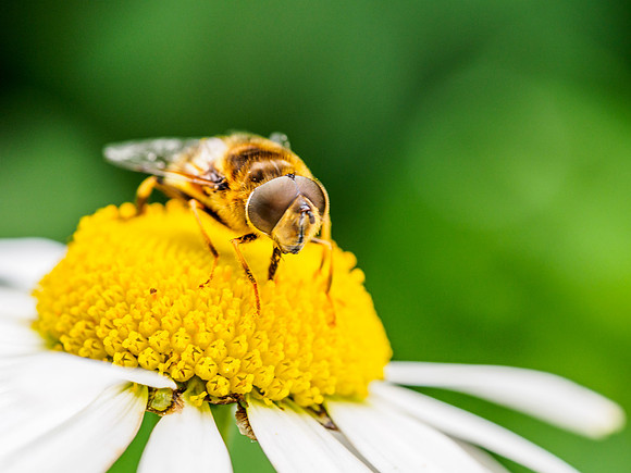 Bee on a Daisy