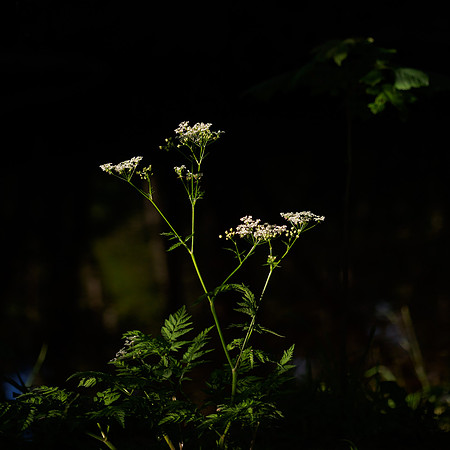 Umbel 2