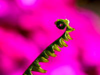 Ladder Fern Macro