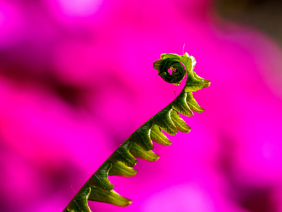Ladder Fern Macro