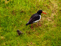 Oystercatcher and Chick