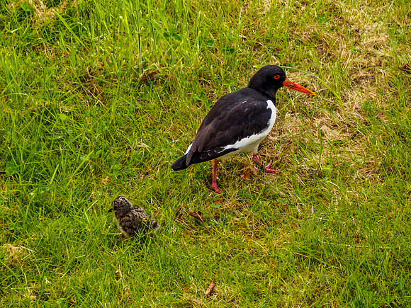 Oystercatcher and Chick