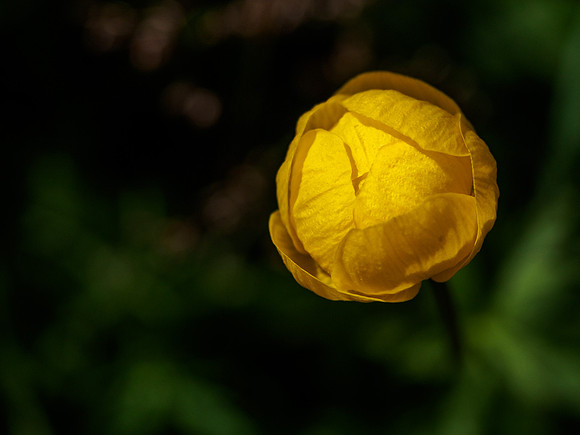 Trollius, europaeus 1