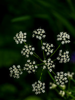 Delicate