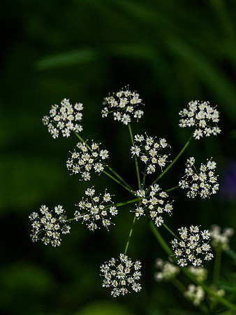 Delicate