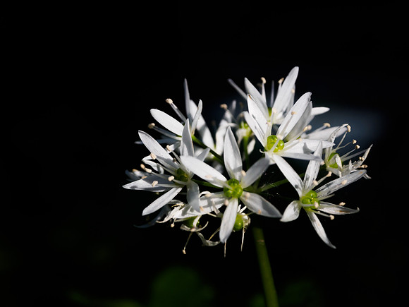 Woodland Flowers 2