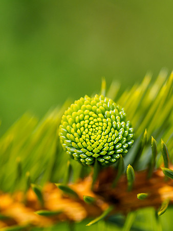Pine Bud