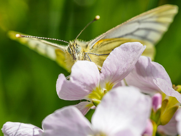 Green Veined White Butterfly