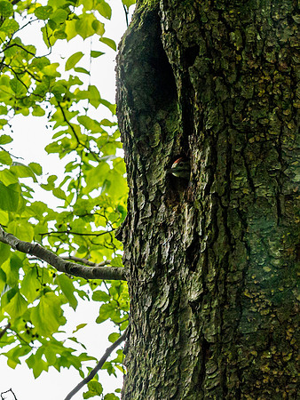 Baby Woodpecker