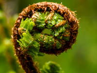 Fern