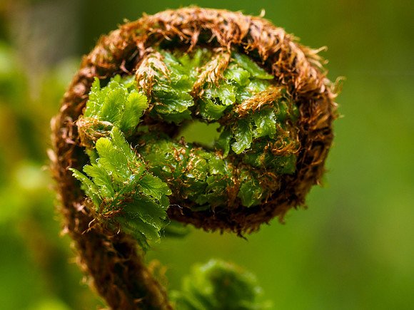 Fern
