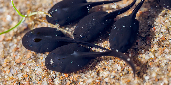 Tadpoles
