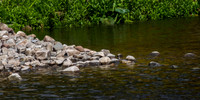 Pied Wagtail