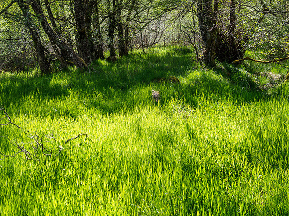 Lush Grass 1