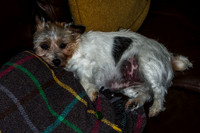 Naughty Dog!