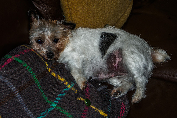 Naughty Dog!
