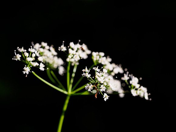 Umbel 3