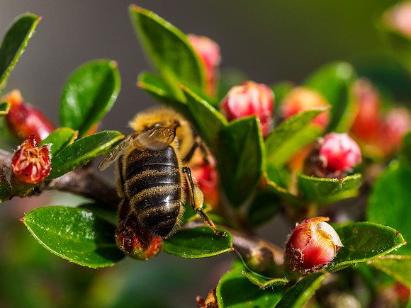 Honey Bee 2