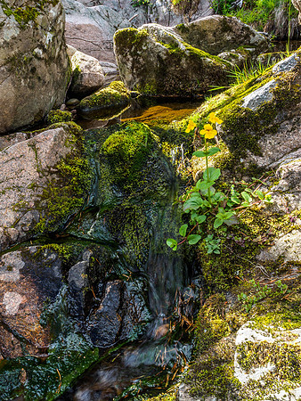 Small Stream by the Findhorn 2