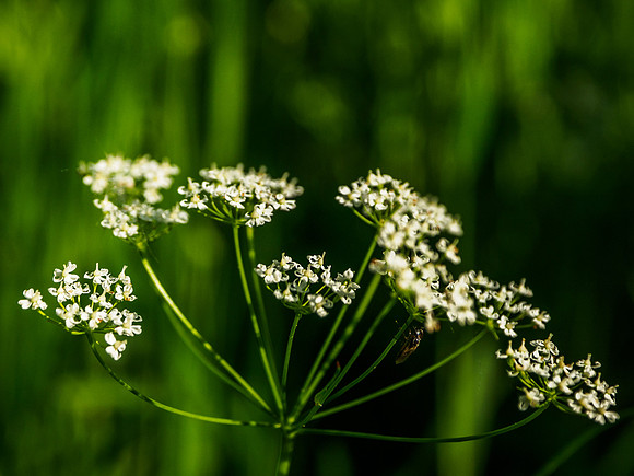 Woodland Flowers 1
