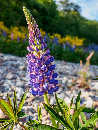 Lupin 1