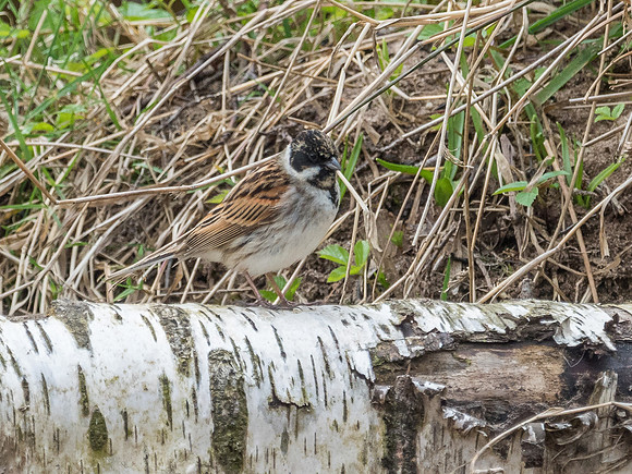 Reed Bunting