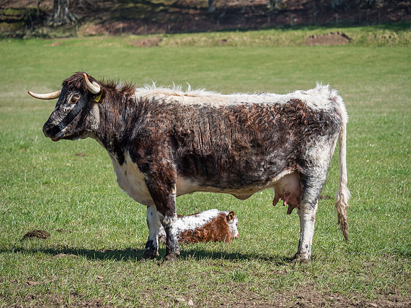 English Longhorn