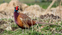 Colourful Fellow