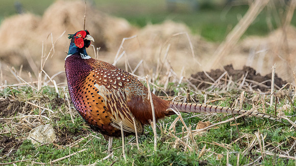 Colourful Fellow