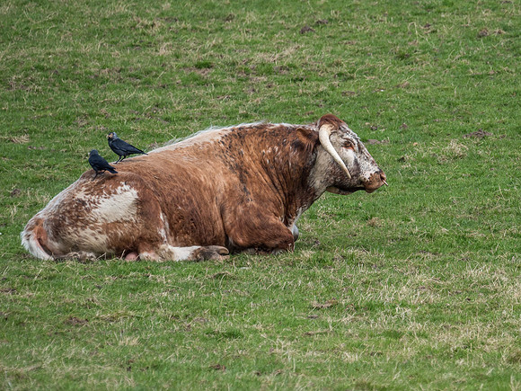 English Longhorn