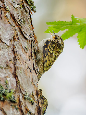 Young Treecreeper