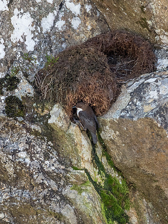 Dipper Nest
