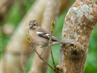 Catfinch