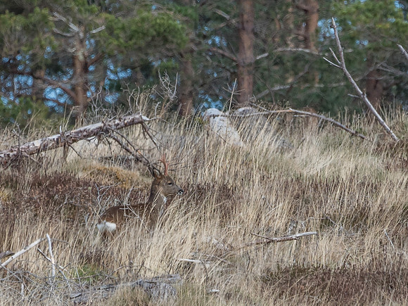 Roe Deer at Culnaskiach