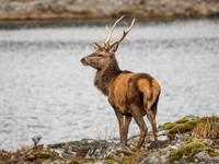 Red Deer Stag