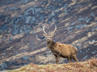 Red Deer Stag