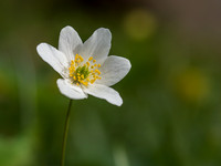 Wood Anemone