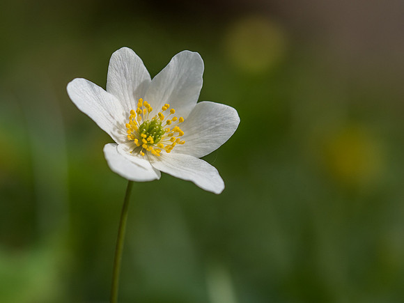 Wood Anemone