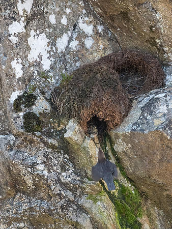 Dipper Nest