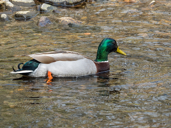 Mallard