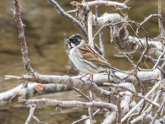 Reed Bunting