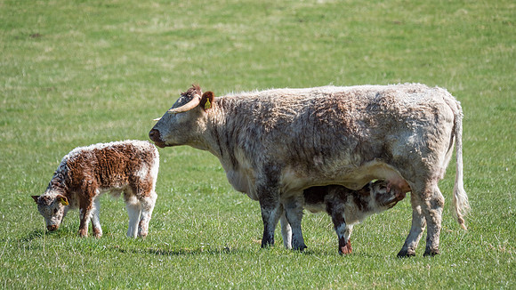 English Longhorn